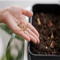 Bulbi,seminte si rasaduri